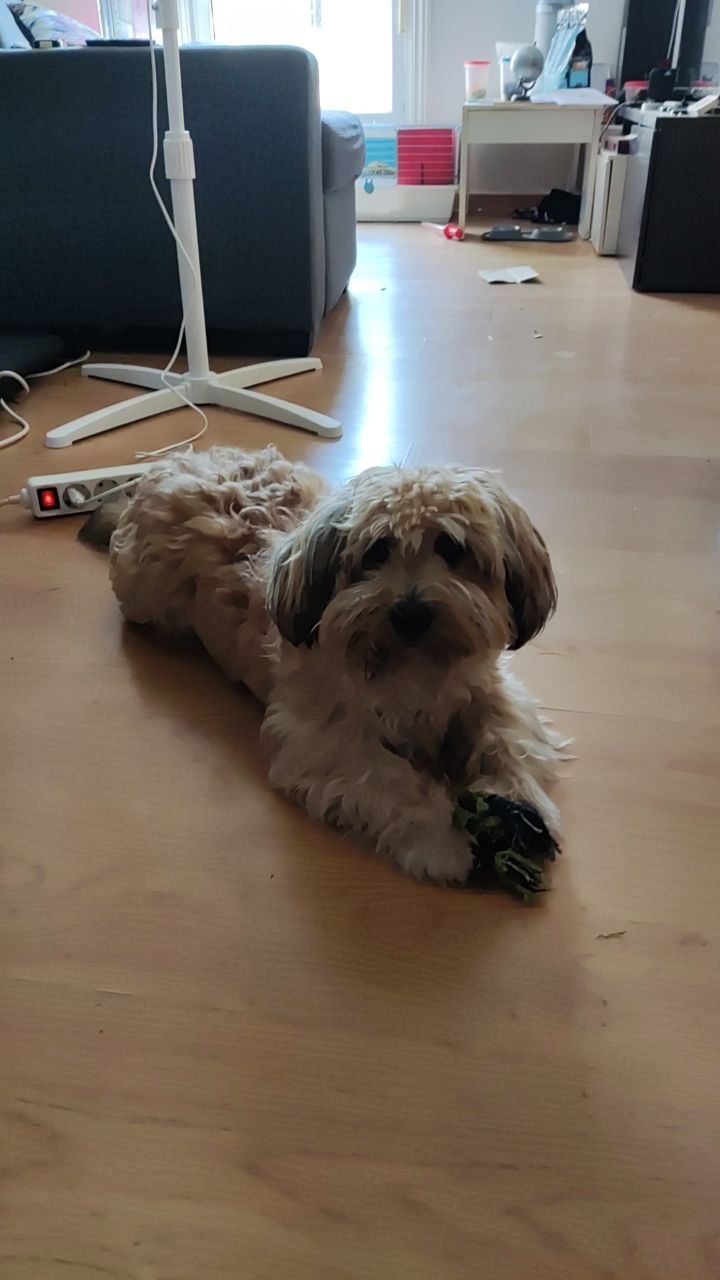 Yuki, un bichón habanero tumbado en el suelo con su juguete.